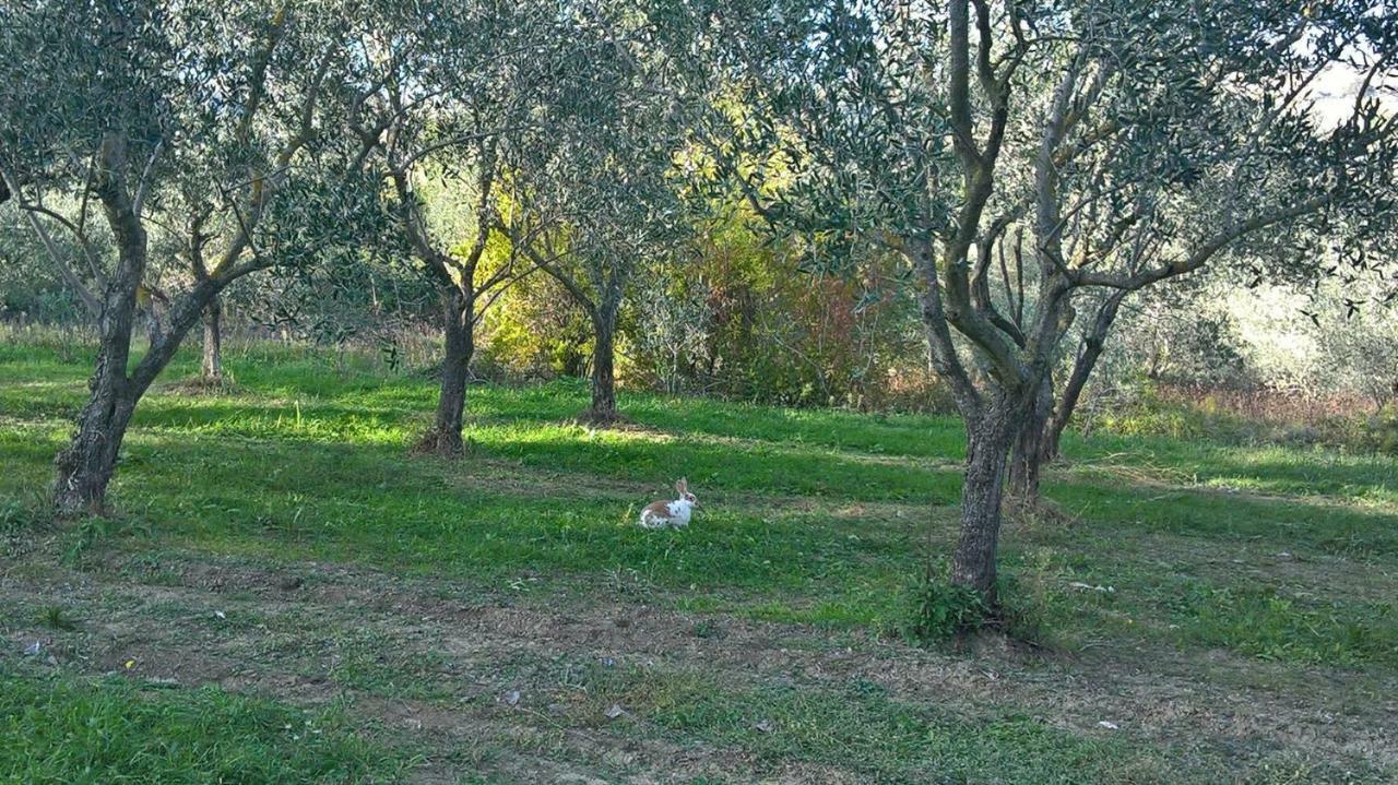 B&B Ripalta Sogliano al Rubicone Bagian luar foto